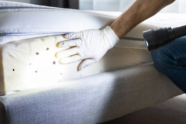 Wasp Removal Services in Stafford Springs, CT